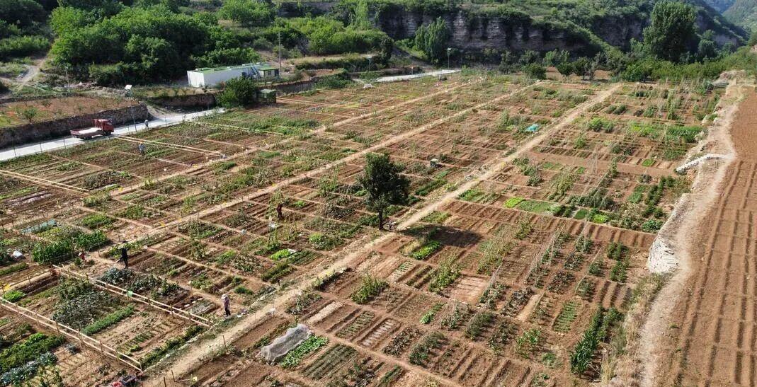济南近郊10亩闲置地变身共享菜园，10天全租罄！小众田园模式走红成城乡融合新样本