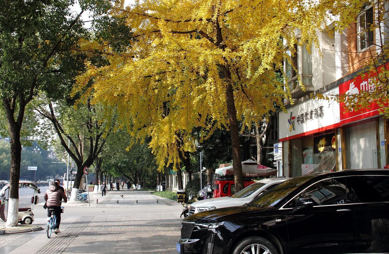 【冬日打卡 温江文化路银杏随拍】20241228

12月17日，冬日打卡，温江