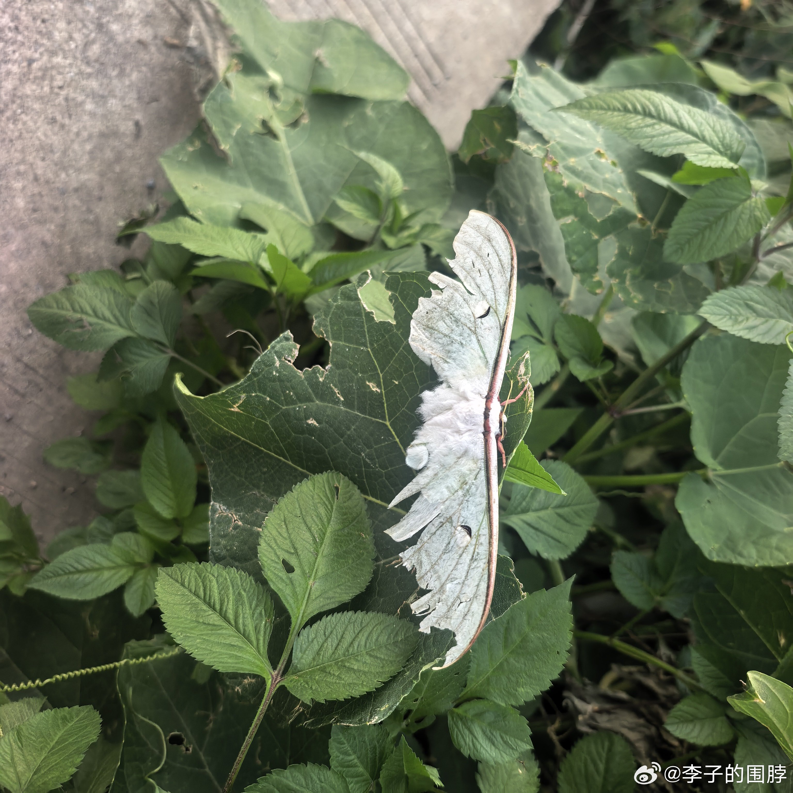 出来散步，遇到一只巨大的扑棱蛾子。 