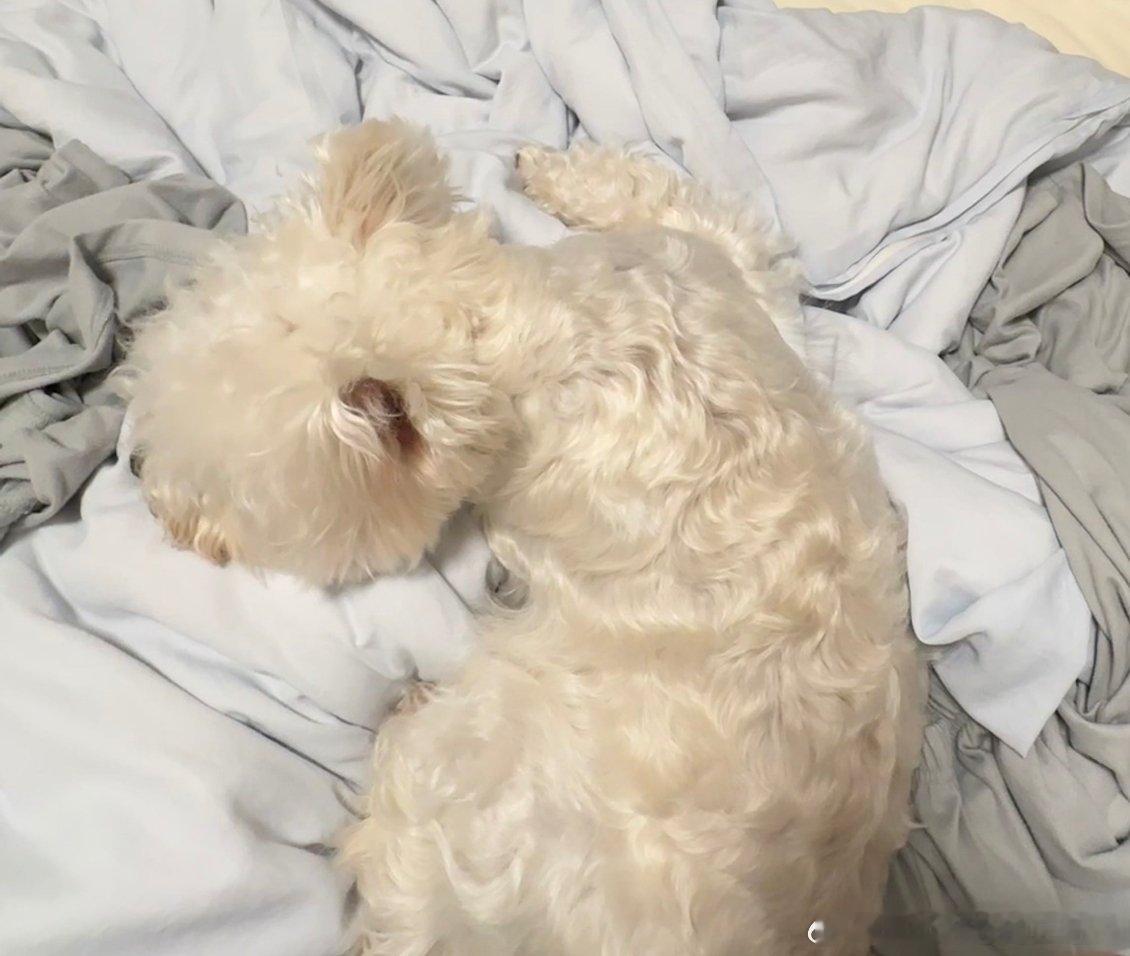 不呆上床和妈妈一起睡觉的小呆🐶 