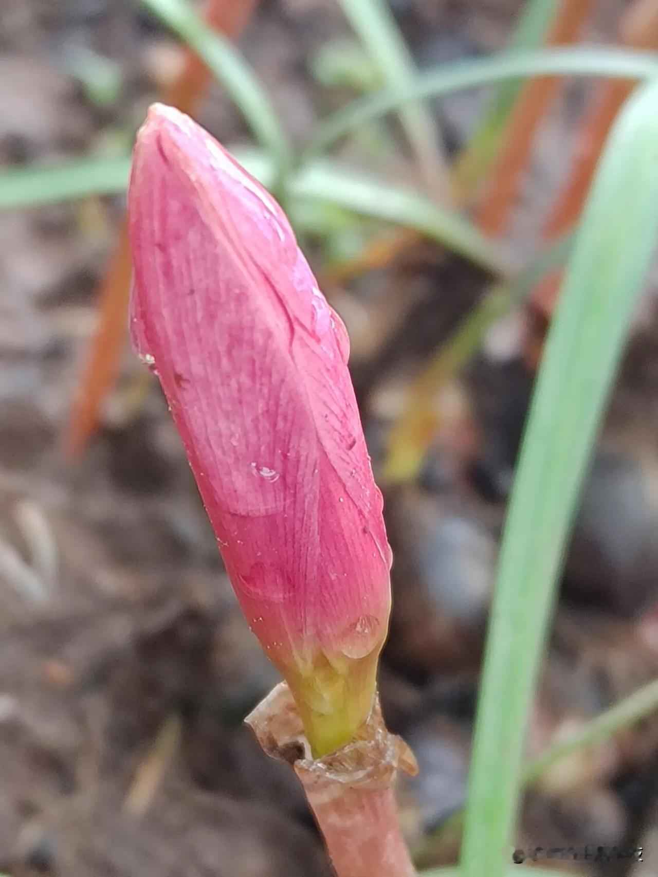 盆里的风雨花要开了，见花要见雨。还没开，杰妹就已体验了两夜的风雨了。它们含苞待放