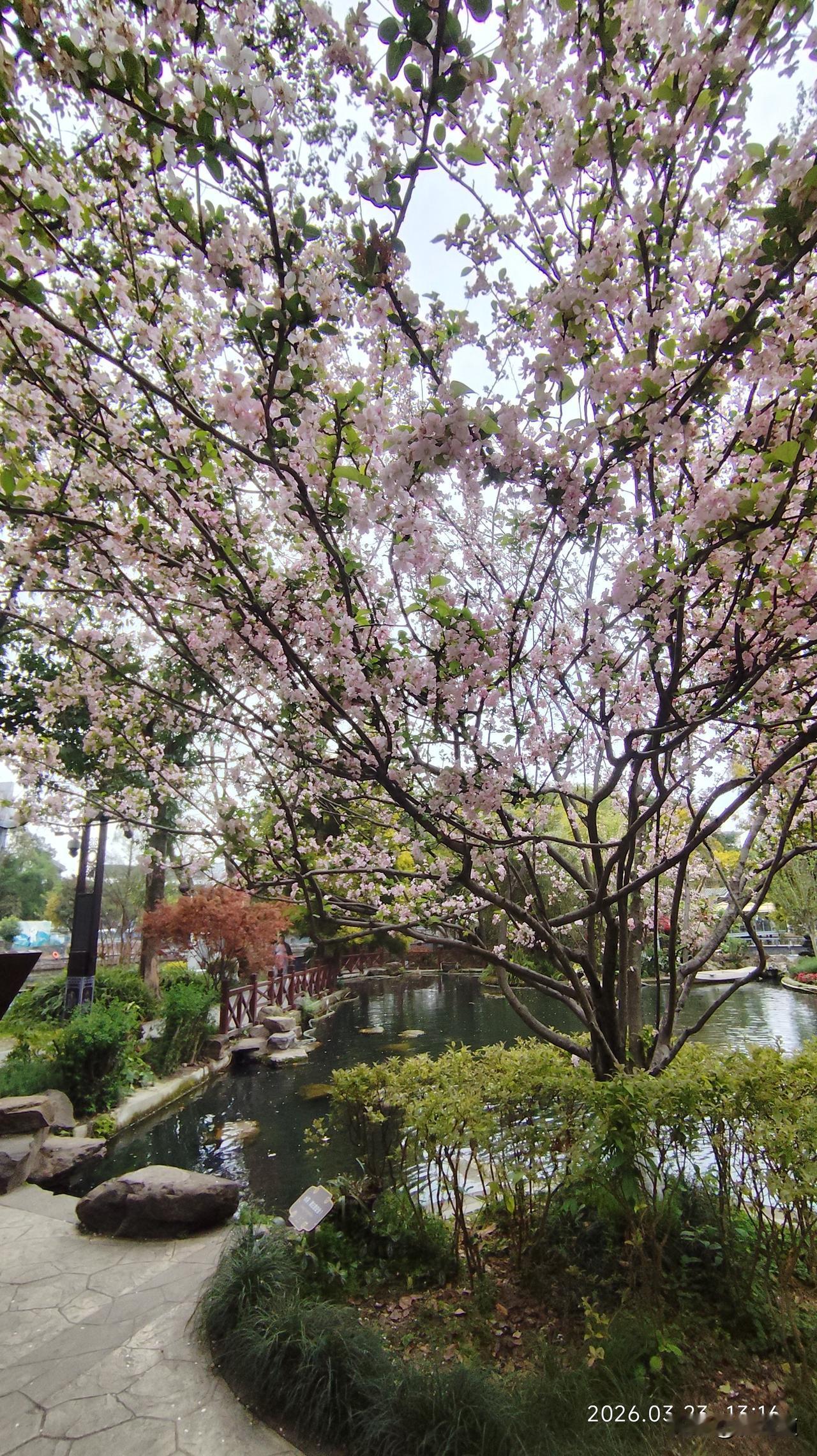 公园美丽景随拍春花烂漫遮满天