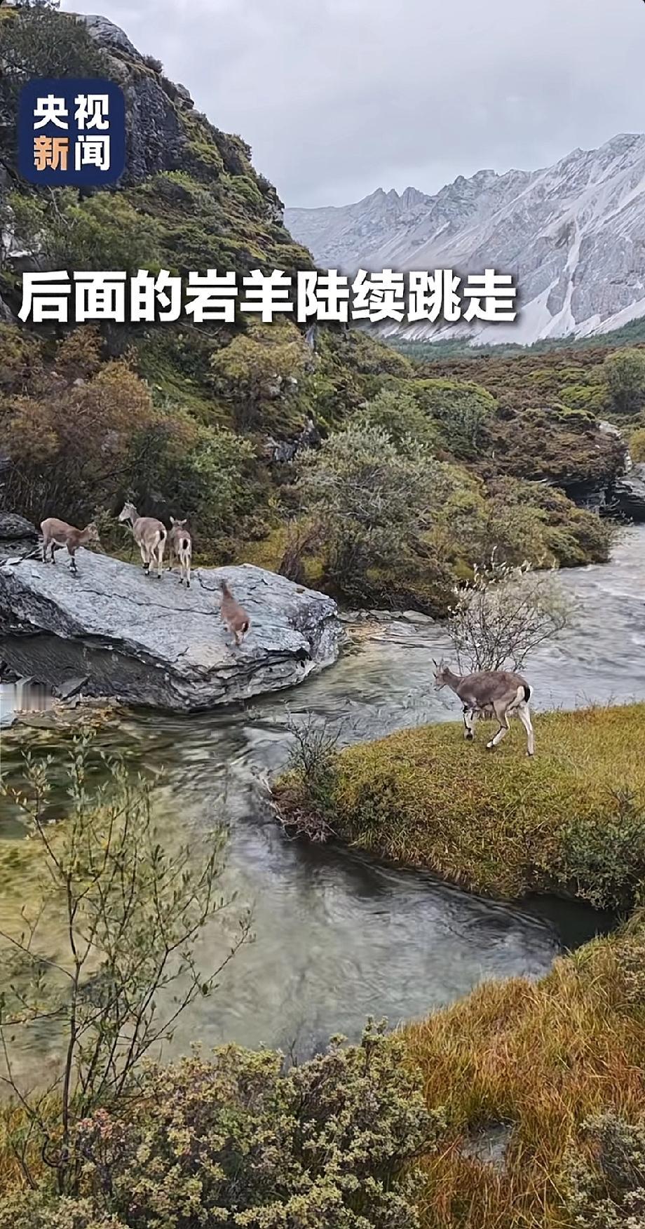 “连累群体”该被抛弃吗？
一只怀孕岩羊，在稻城亚丁的悬崖边进退两难——跳，可能流