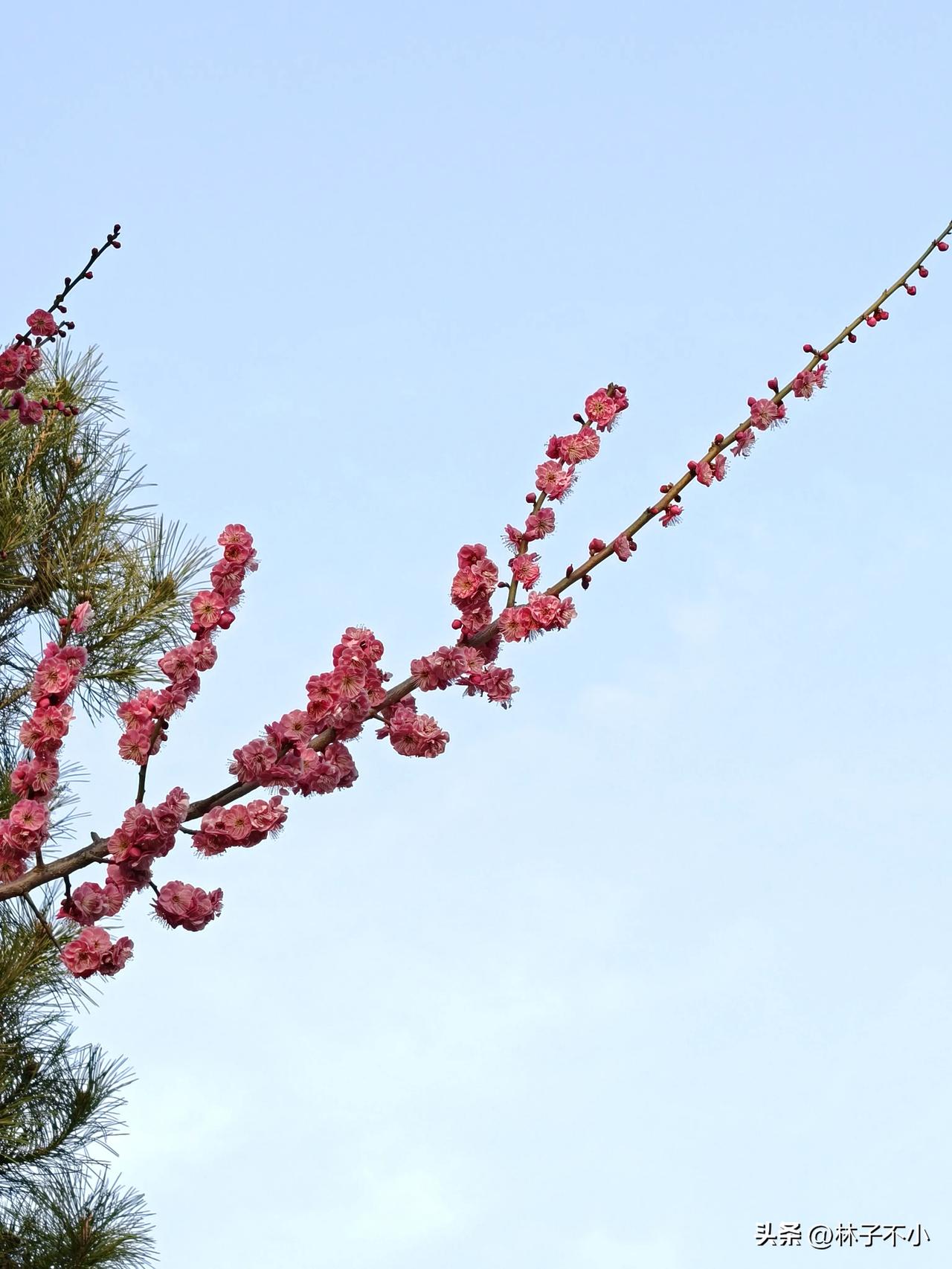 这是我拍的春天，感觉像是假的，但又真切地告诉我，这就是春天！
之所以说假，是因为