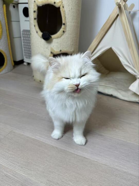 咿呀～
