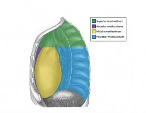 👇图中蓝色就是后纵隔，我们平时呼吸更多都是前侧扩张更多，比如腹式呼吸...