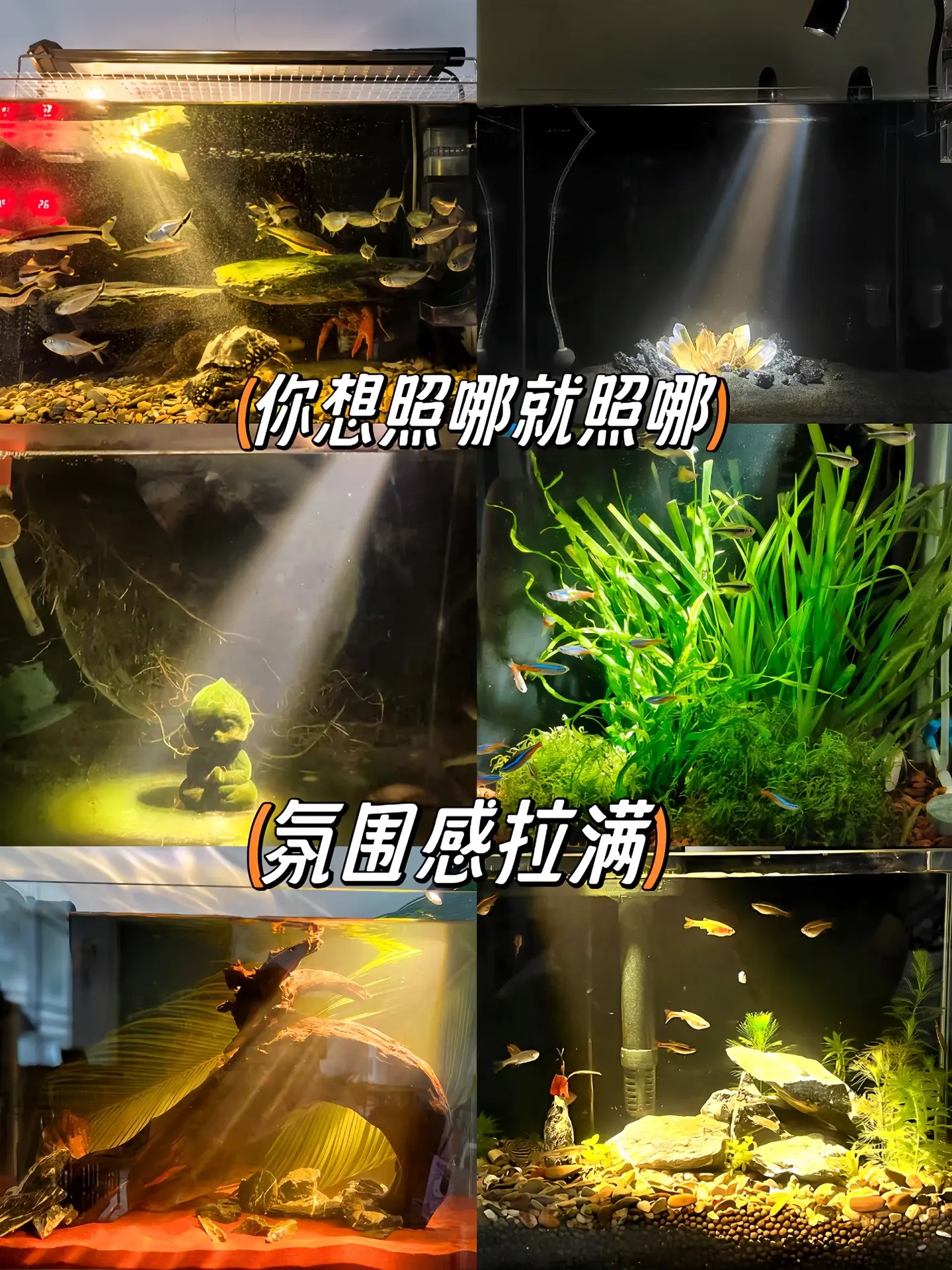 超便宜的迷你小射灯，鱼缸装上后氛围感拉满