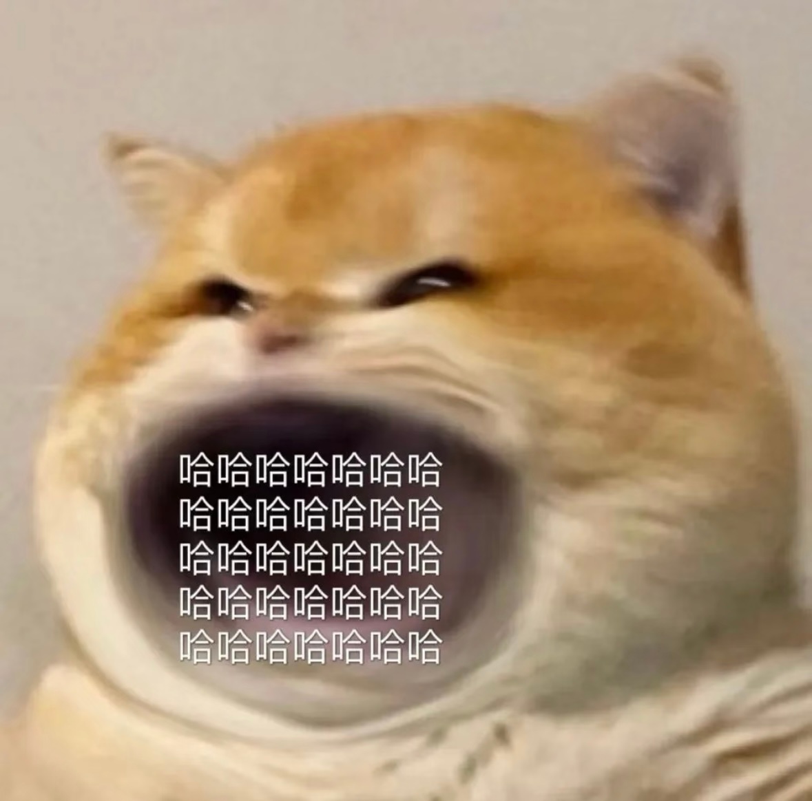 哈哈哈哈哈哈哈哈哈 ​​​