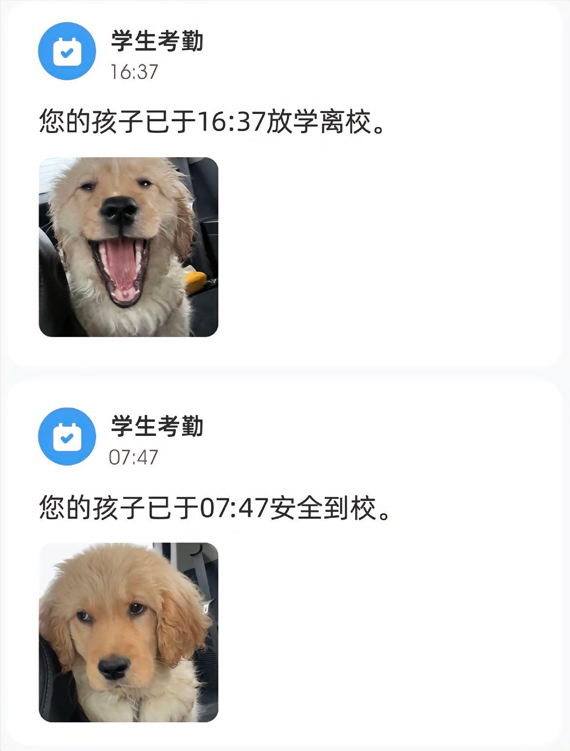 小狗也不爱上学#金毛 # ​​​