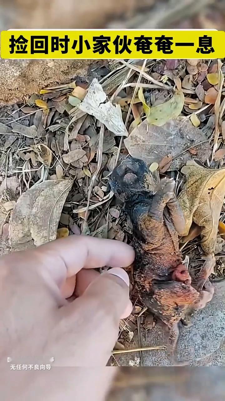 万物皆有灵，长大后满眼都是你。捡回时小家伙奄奄一息。
国外合法救助饲养，无任何不