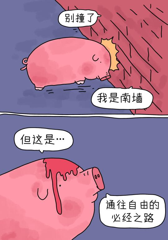 猪撞南墙