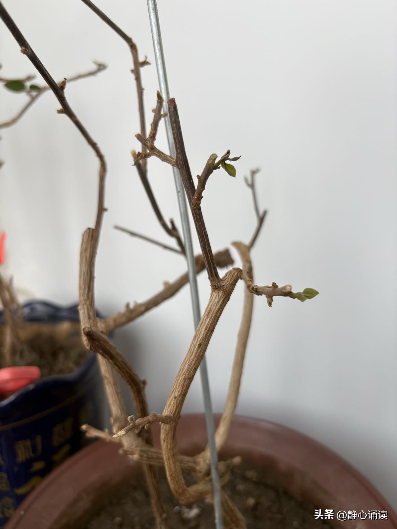 赶紧用棉签蘸酒精擦试，取下塑料袋。

又过了一周，霉菌没有了，芽点冒出的小芽也没
