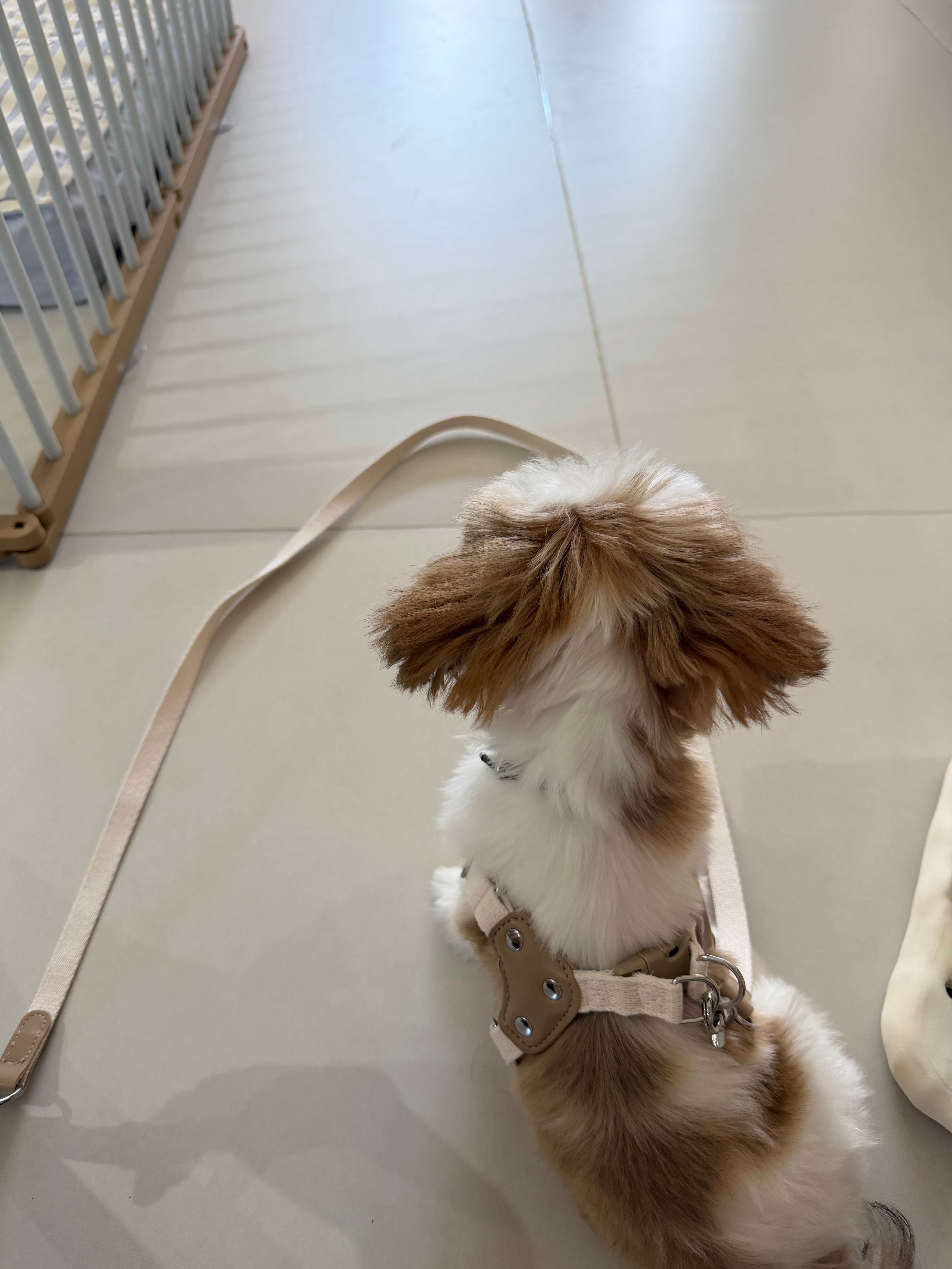 🐶 