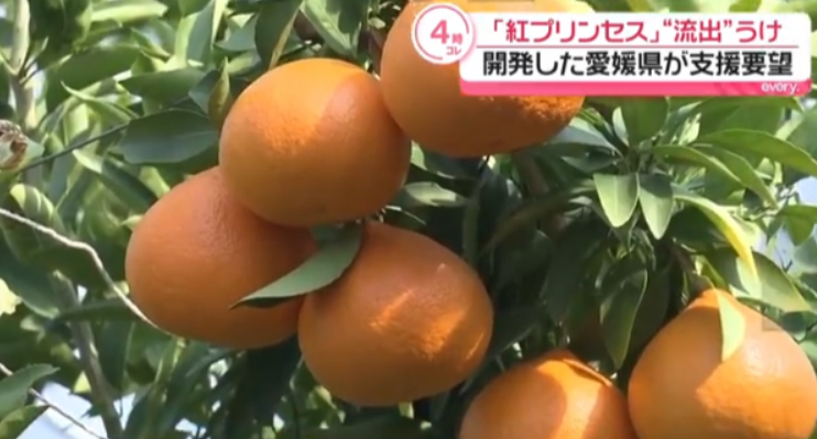 日本要中方停止栽培新柑橘，认为种子被走私出境，将赴华收集所有证据！据共同社6月2