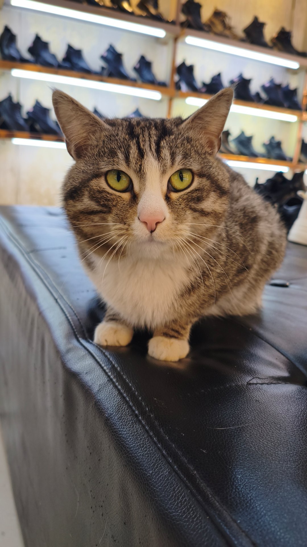 签到咯今天又是开心的一天在卖鞋子的店拍到一只小猫猫，还吃了冰糖葫芦，开心开心  