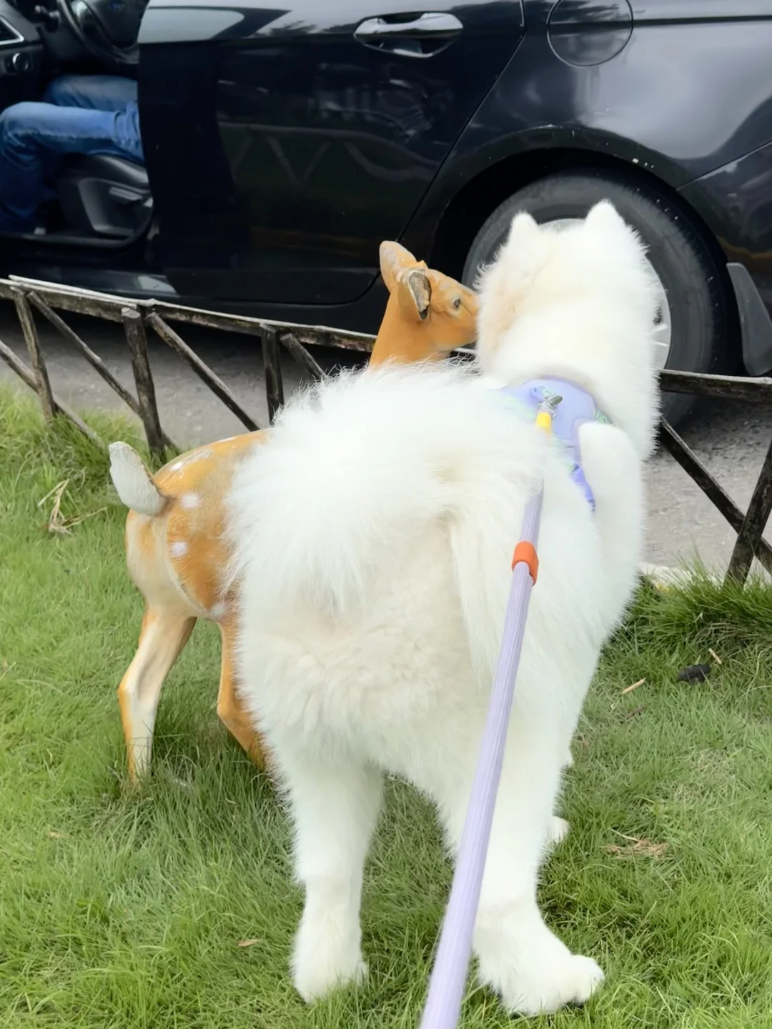 看了狗狗这个动作，笑喷了！🤣