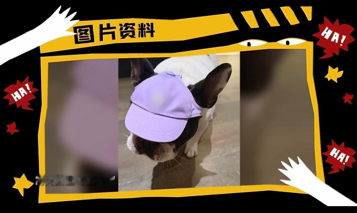鹿晗爸妈把小狗馒头当儿子养哈哈哈哈哈羡慕小狗馒头的待遇，被鹿晗爸妈当成亲儿子对待