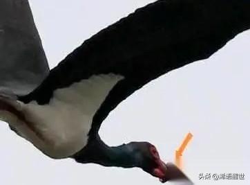 武汉一只国家一级保护动物黑鹳，嘴巴被异物紧紧卡住，根本无法进食。它的迁徙同伴也陆