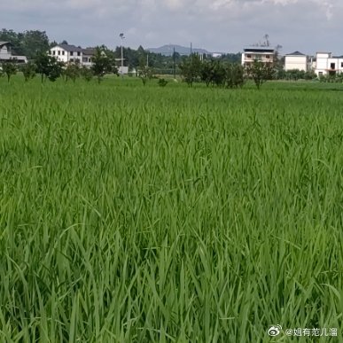 你在有风的时候会不自觉地逆风走。你也不知道为什么，可能就是觉得逆着风走更有力量。