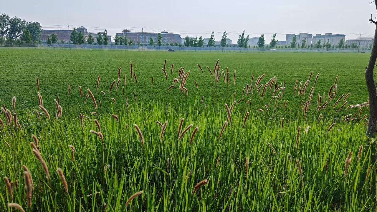 狗尾巴草和绿油油的麦田交相辉映，大自然一派勃勃生机。
