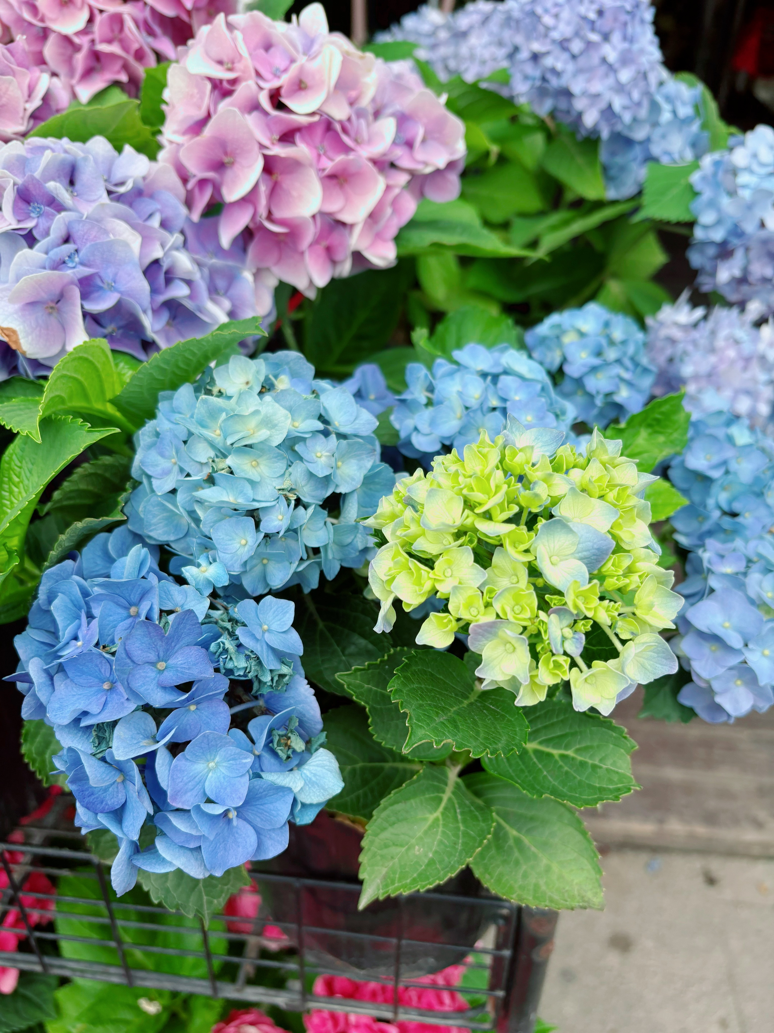 仙草园  今天的花花🌺寄给仙草的明信片