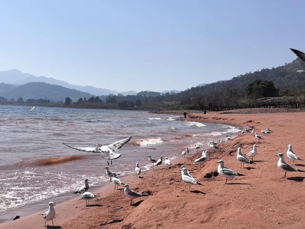 特朗普现在也不装了，因为美军调集的特种部队和空降兵以及两栖登陆部队基本上已经抵达