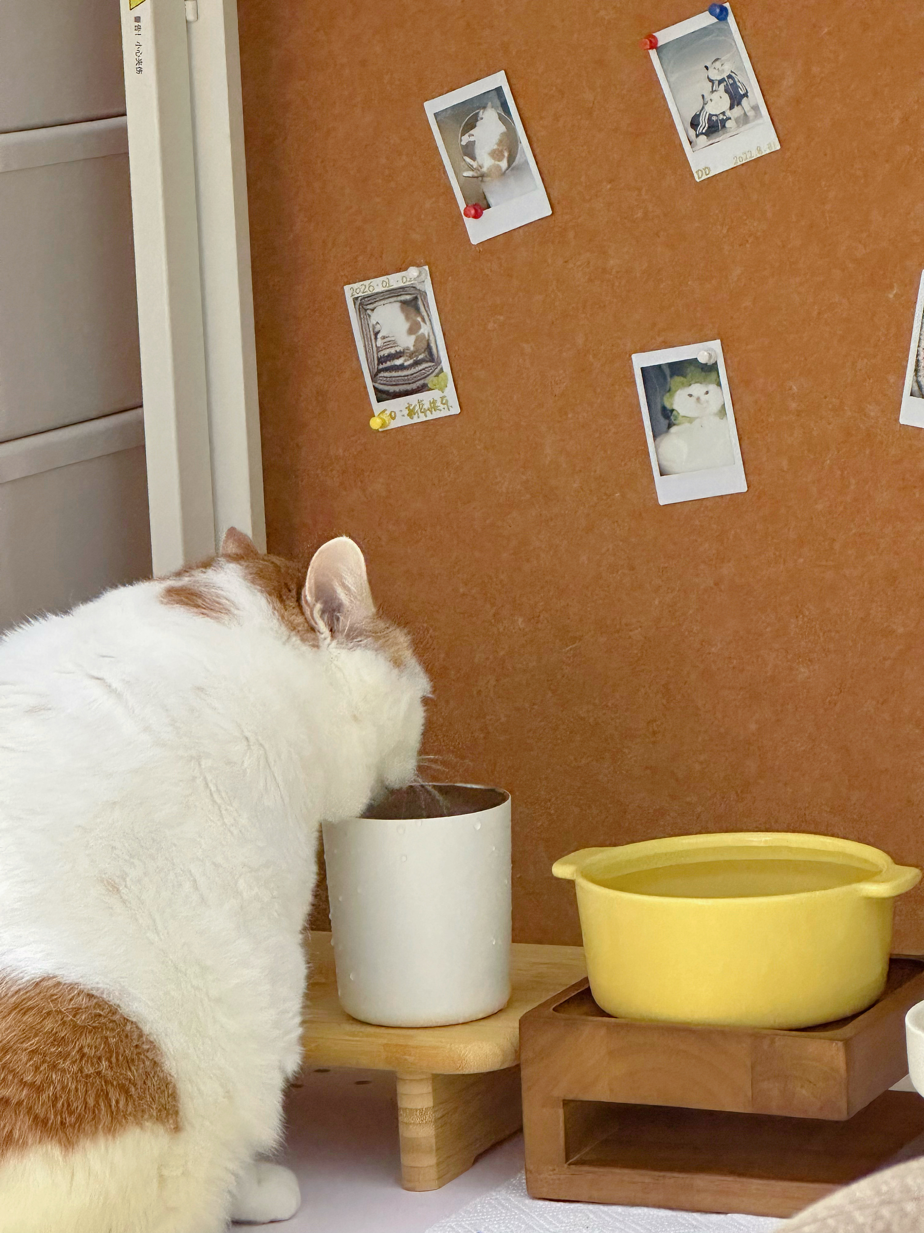 小猪日常