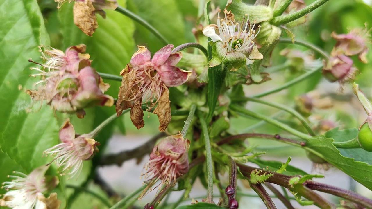 大樱桃果柄发红落果怎么办？🍒大樱桃果柄发红、轻轻一碰就脱落，大多是激素和营养失