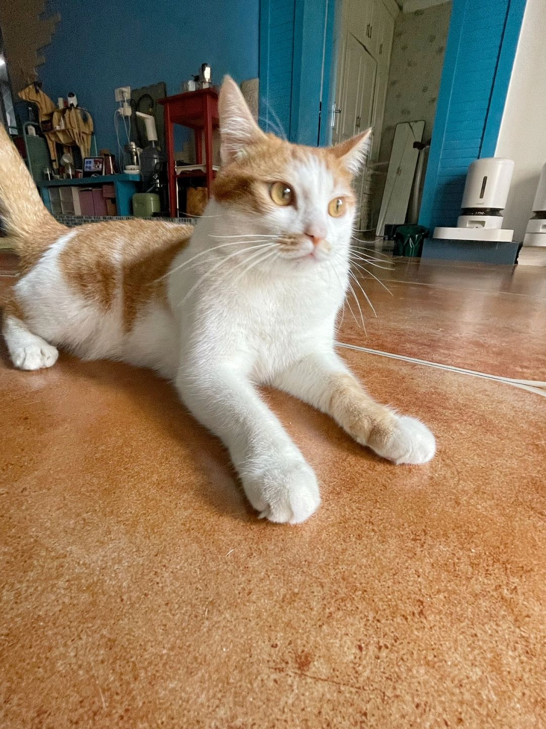 自从养了猫 家里连虫子都没了