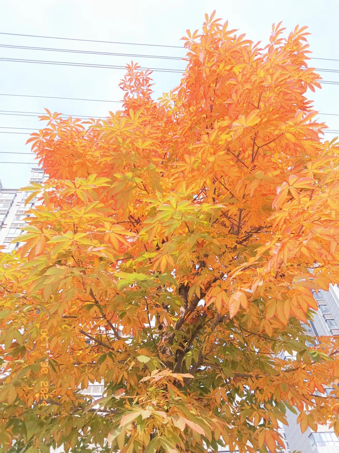 #随手拍漂亮的红叶#
深秋的风景就是这么美，叶舞纷飞绘秋图。品味落叶归根的宁静，