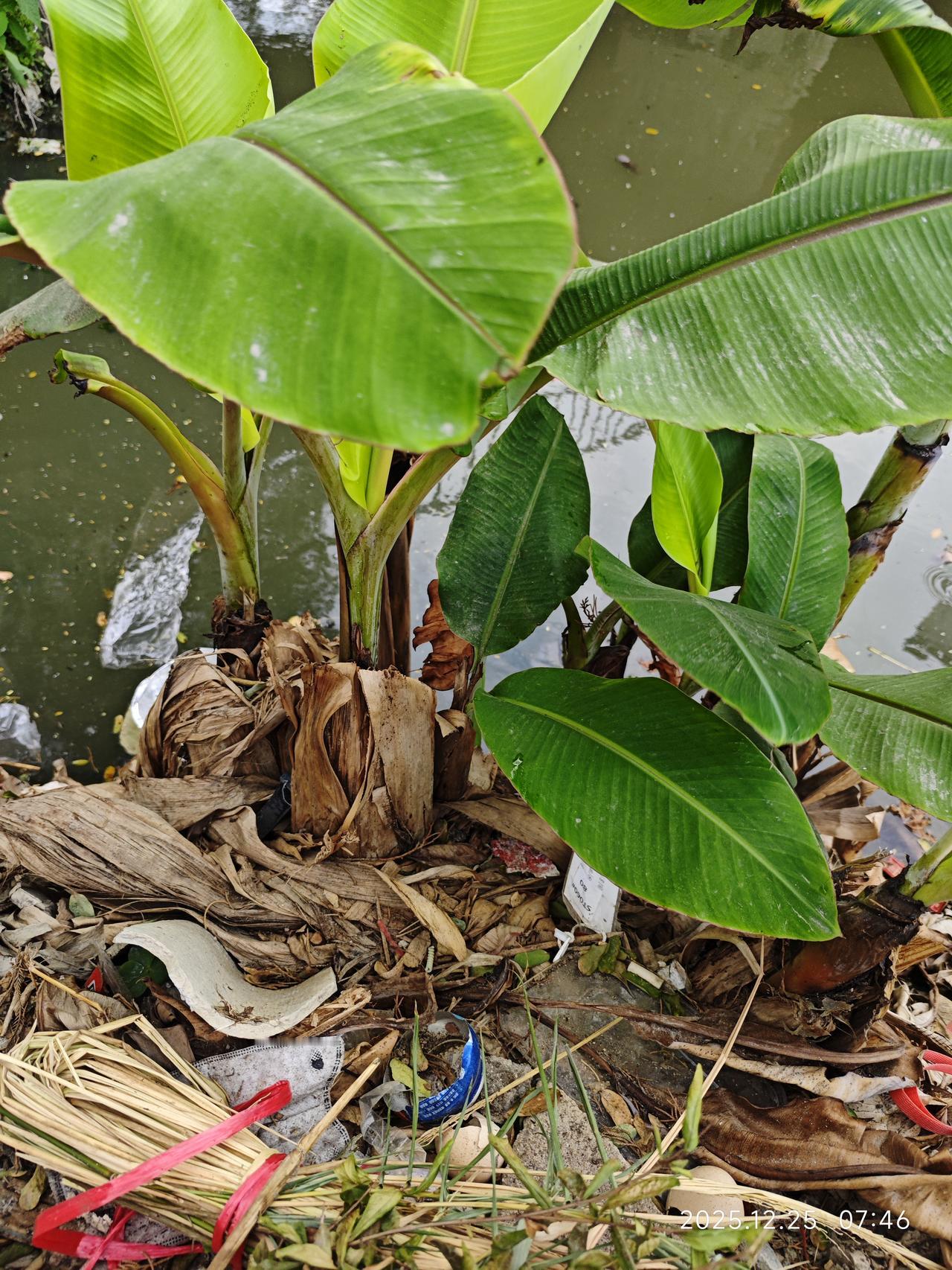 十几个老艺术家在美国唱红歌引发争议主要源于地点与时间的不当选择。

如果他们是去