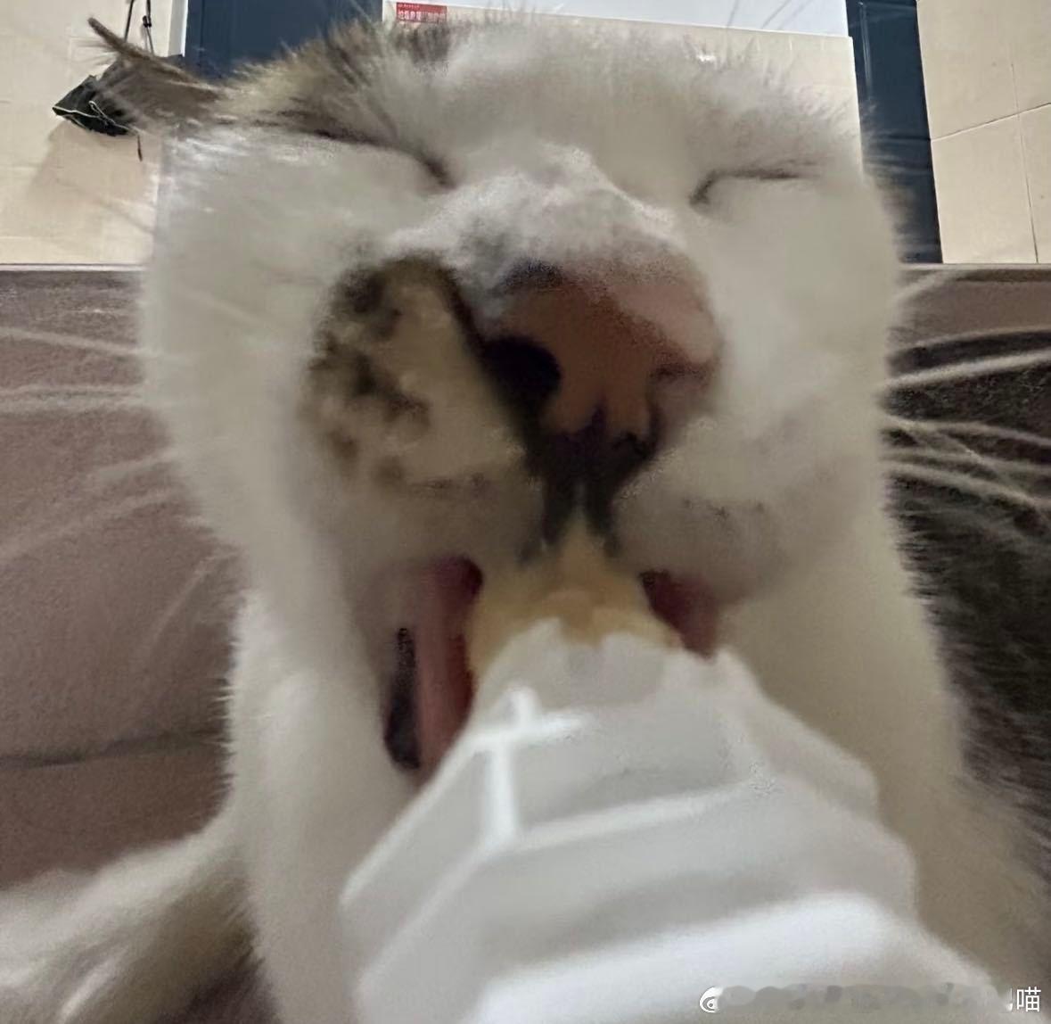 49479【丑猫】吃没吃相 