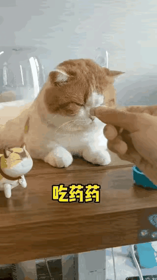 猫咪生病拒吃药，铲屎官当场“杀鸡儆猴”，下一秒笑不活了！
 
谁家铲屎官喂药能这