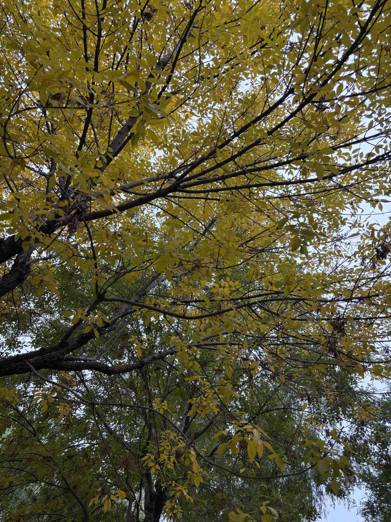 ：
随笔•《深秋云淡独生香》

青云/赋
西风扫径叶纷黄，独倚轩窗数雁行；
半盏