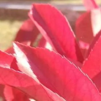 种植 🍂红叶石楠的种植和养护方法一、红叶石楠的种植方法1. 选择合适的种植地点