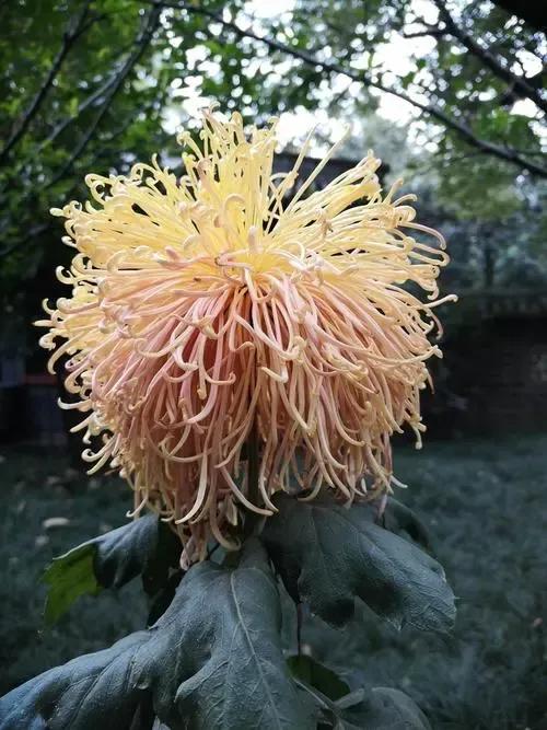 上联：独爱秋霜，菊花不与春风便；
下联：诗友请[玫瑰][玫瑰]
#诗与画对联小组