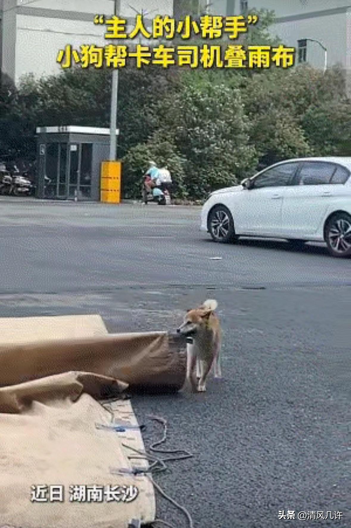 太有灵性了！
近日，一只狗狗火上新华社了。
这只狗狗不仅能帮主人收拾防雨篷布，还