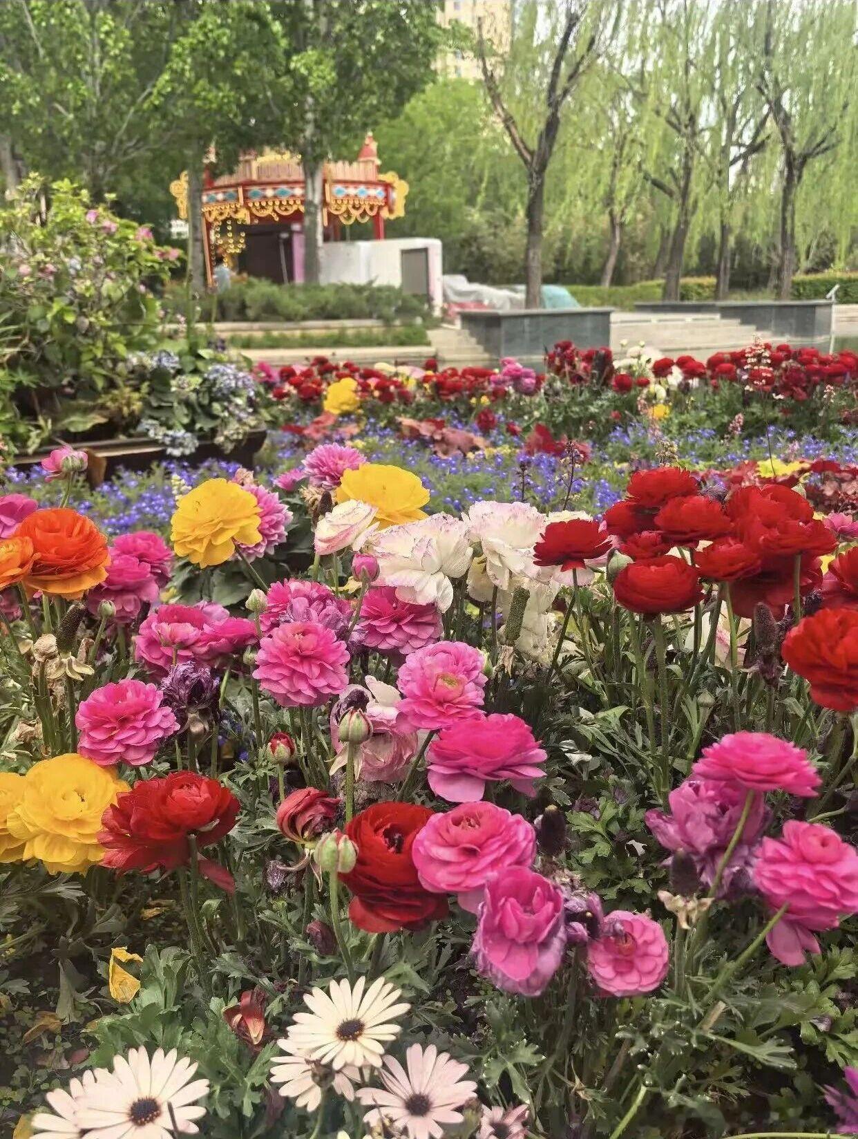 在北京发现了夏日绝佳打卡地——北小河公园！水畔繁花依旧似锦，仿佛踏入绚丽油画，氛