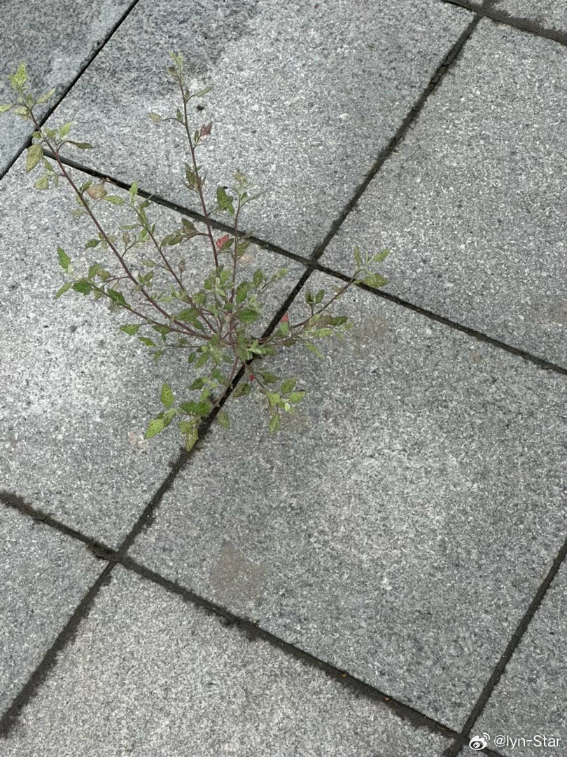 哇！生命力好强的一颗草 ​​​