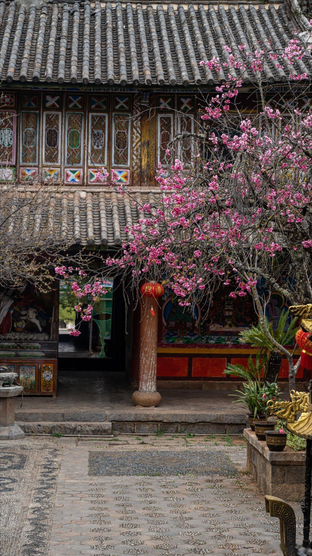 丽江指云寺的百年本土樱花树   