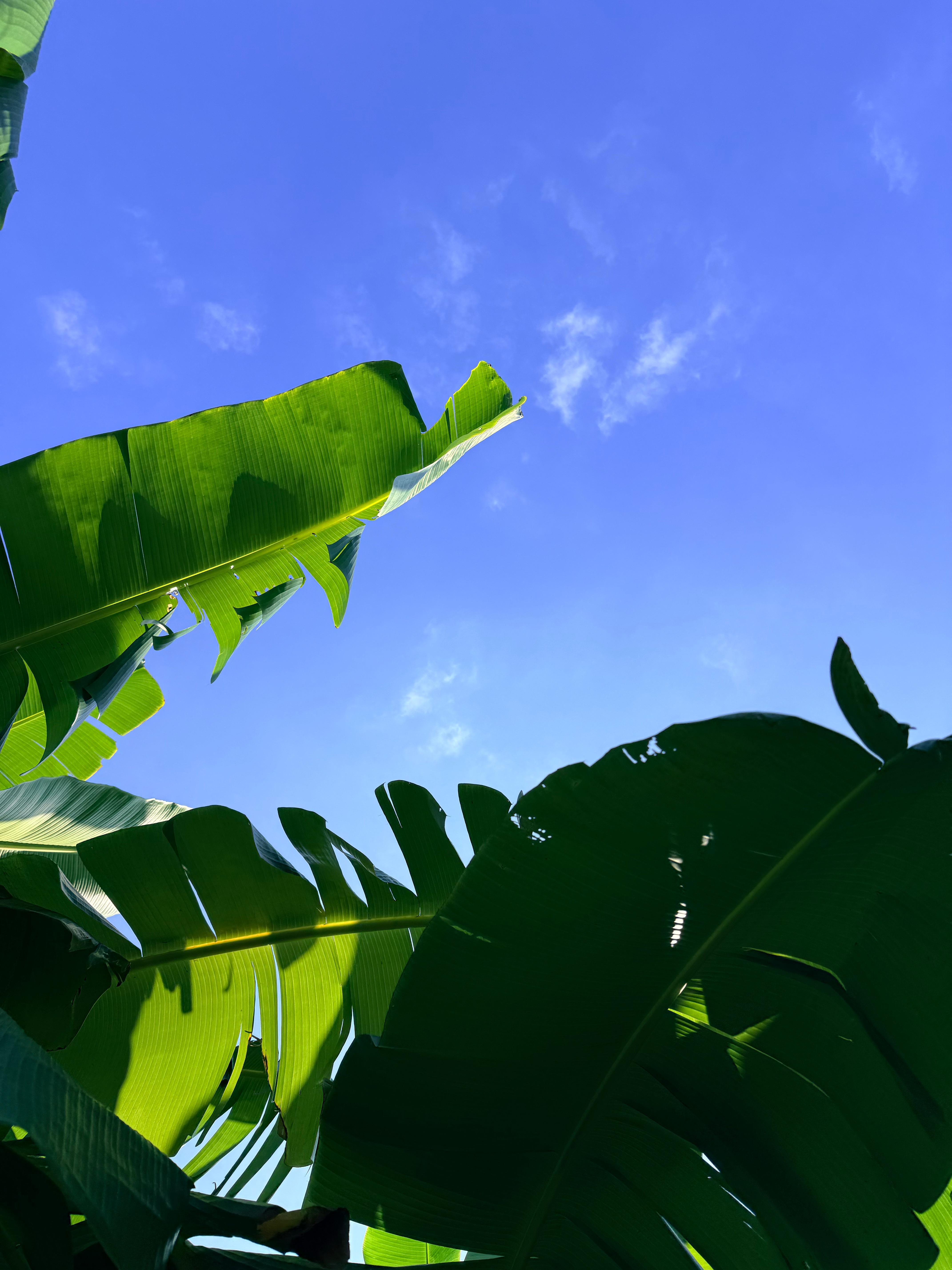 天气好，就要去公园！随手拿 iPhone 拍都很好看，天空好通透好蓝