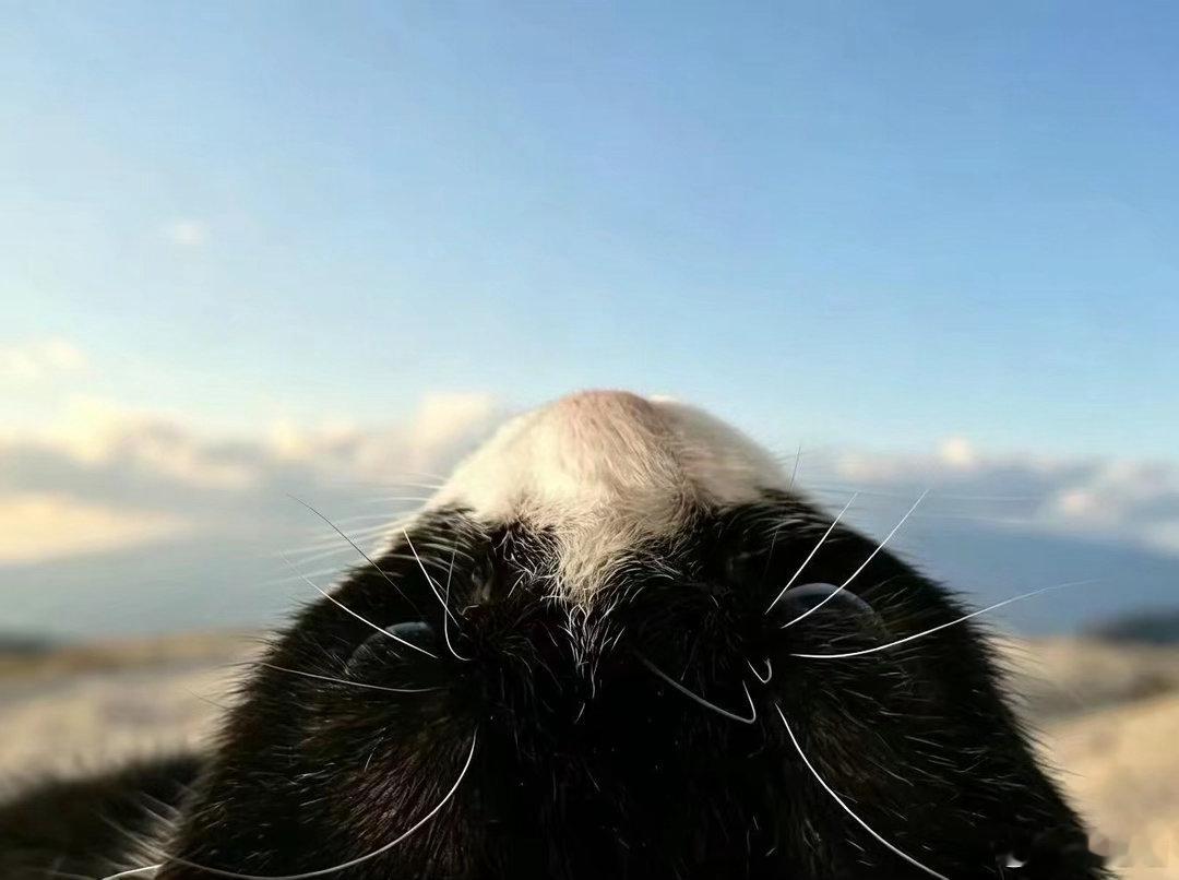 “我看到了真正的富士山” ​​​