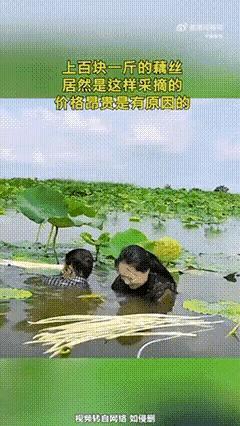 怪不得藕尖卖这么贵