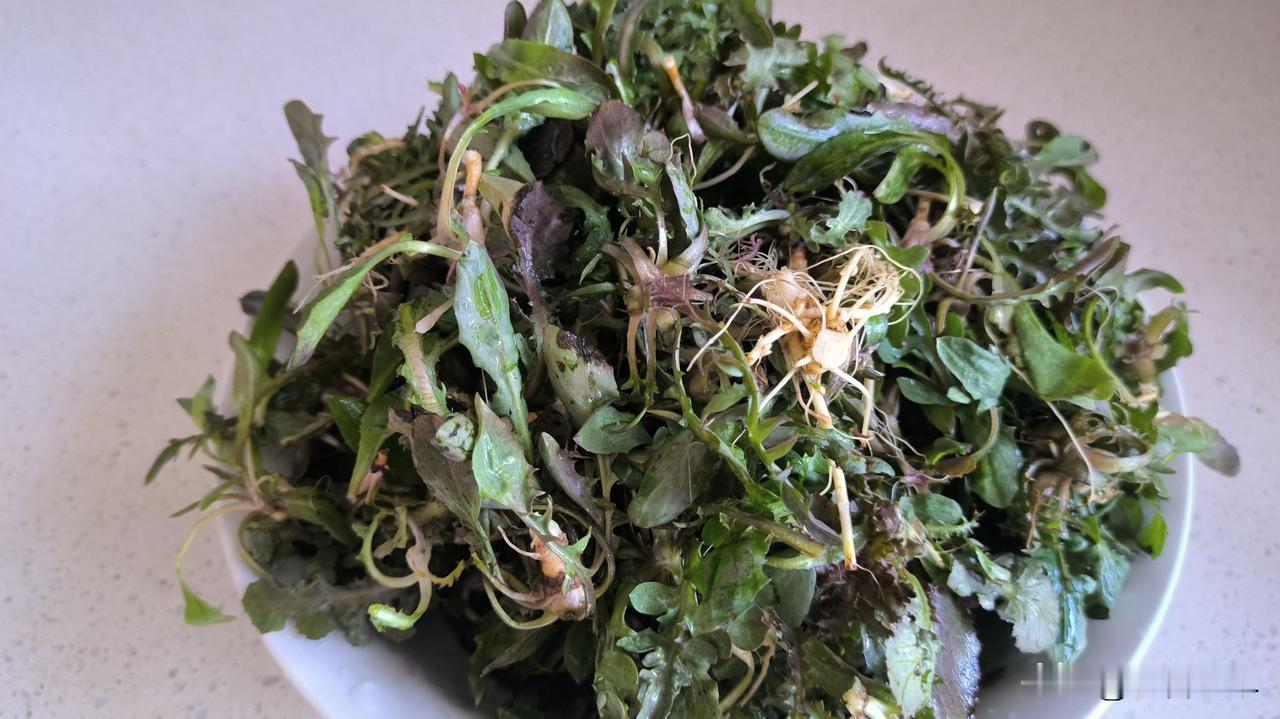 大苦菜和小苦菜

上周末挖荠菜时，我顺带挖了少量苦菜，分为大苦菜和小苦菜两种。