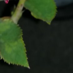 1200老公冷脸世首萌 黑魔术玫瑰花种植方法光照需求黑魔术玫瑰是喜光植物，每天至