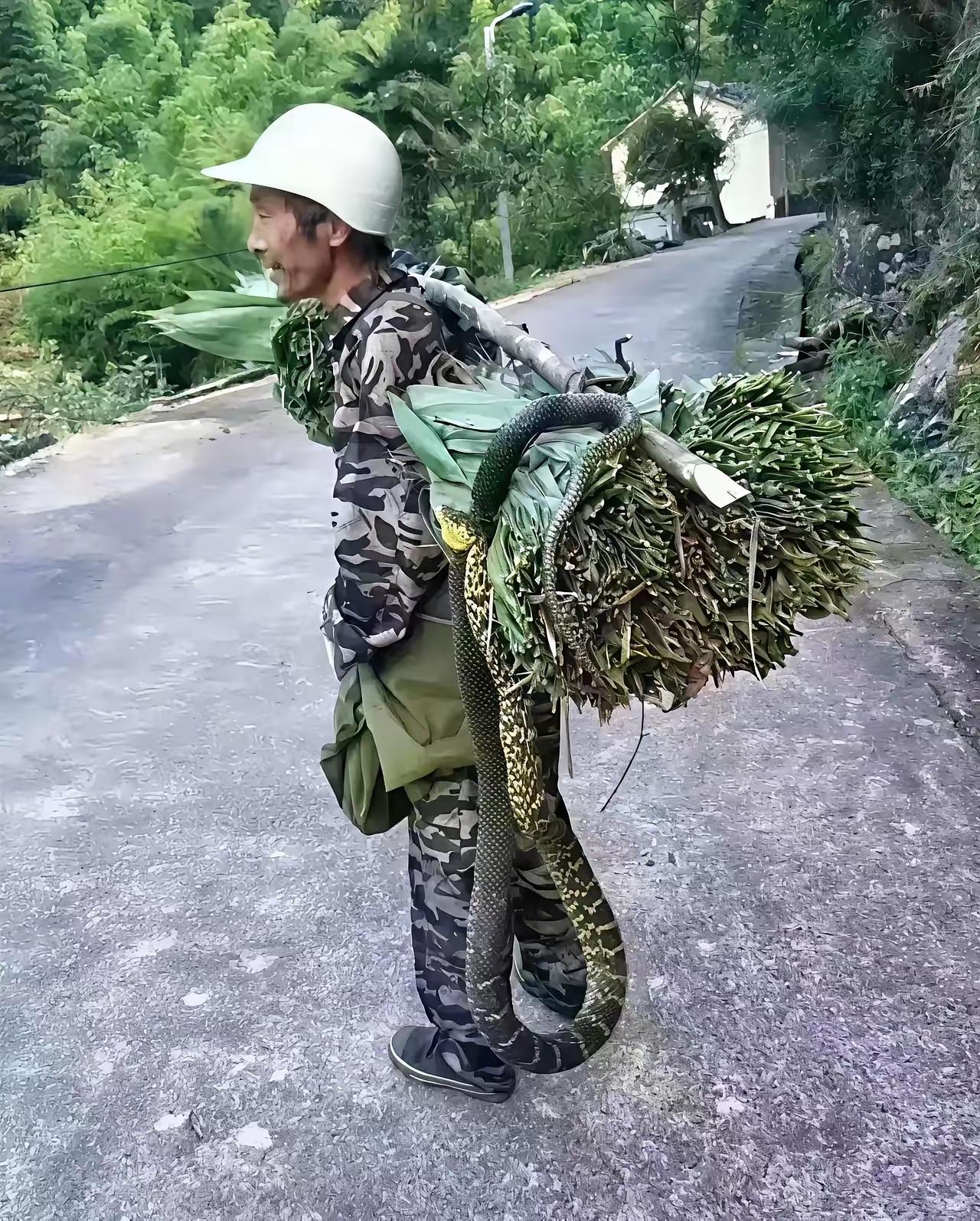 大爷您可真胆大，粽叶上盘着条花蛇，就这么挑着走，换我早吓瘫了！
网友评论：
他抓
