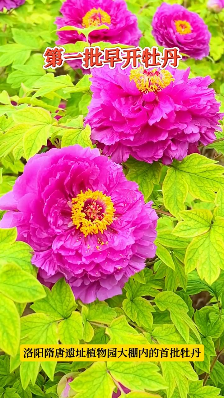 第一批早开牡丹。
洛阳隋唐遗址植物园大棚内的首批牡丹。