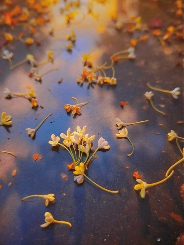 一句话形容秋日生活 最近下班绕路走两公里的老巷，墙根的栾树落了满地小黄花，风一吹