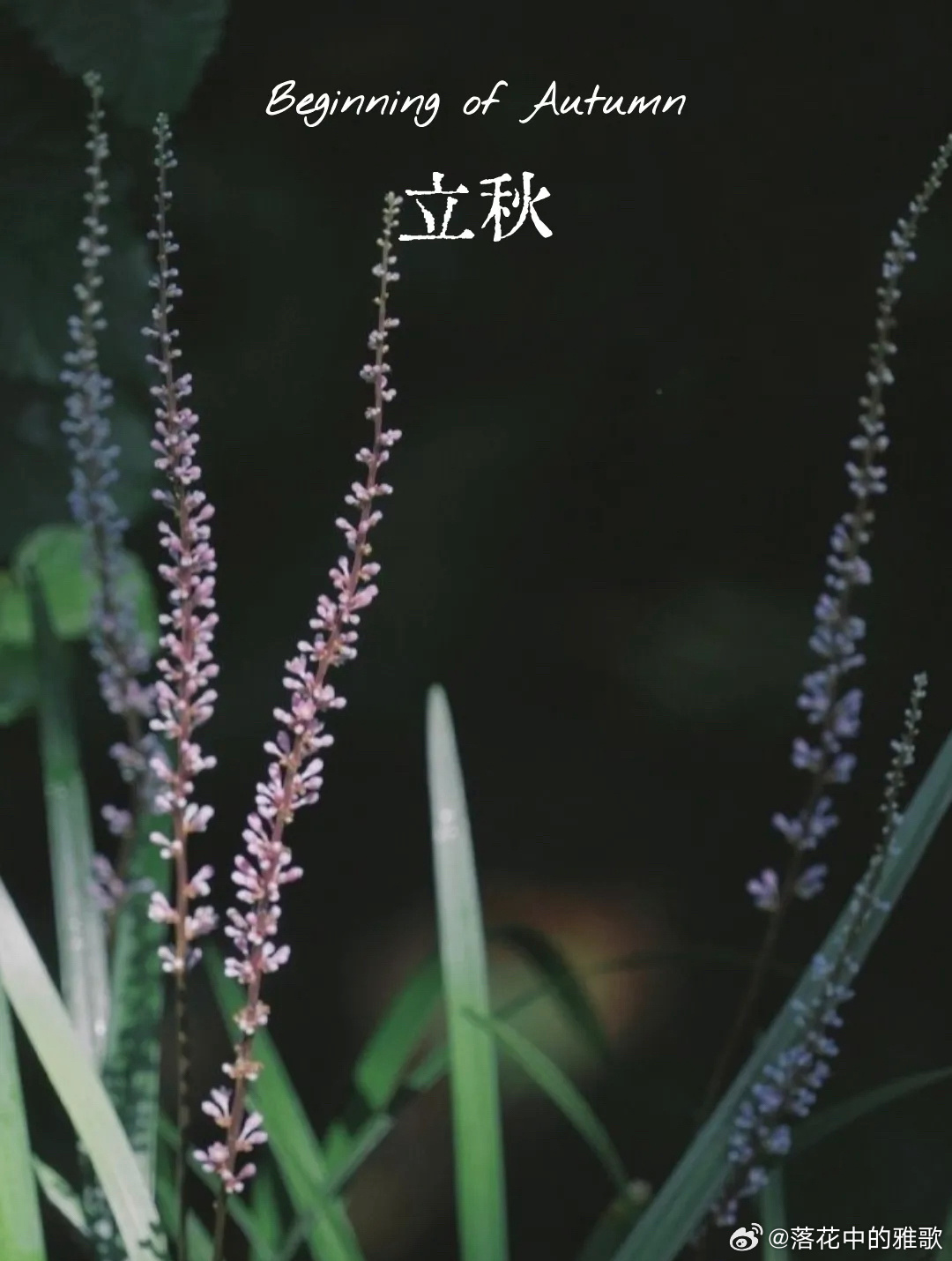 立秋了，心也渐渐静了下来，于是灯光下开始读书。我交朋友也是，你是否能静下心读一本