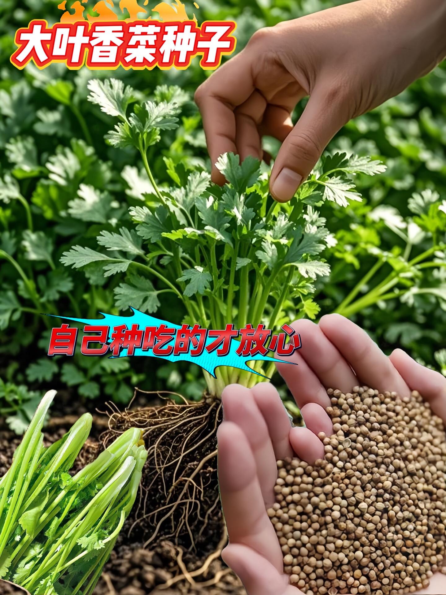 家人们看过来！🔥 想要实现香菜自由吗？这款大叶香菜种子✅生长速度快...